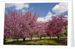 Cherry trees in bloom by Anonymous