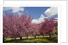 Cherry trees in bloom by Anonymous