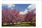 Cherry trees in bloom by Anonymous