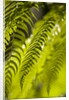 Fern Leaf by Anonymous