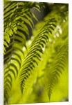 Fern Leaf by Anonymous