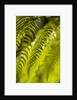 Fern Leaf by Anonymous