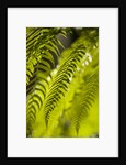 Fern Leaf by Anonymous