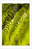 Fern Leaf by Anonymous