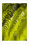 Fern Leaf by Anonymous