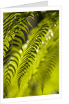 Fern Leaf by Anonymous