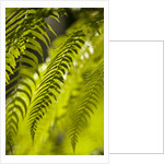 Fern Leaf by Anonymous