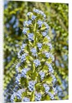 Viper's Bugloss or Blueweed by Anonymous