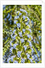 Viper's Bugloss or Blueweed by Anonymous