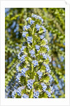 Viper's Bugloss or Blueweed by Anonymous