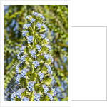 Viper's Bugloss or Blueweed by Anonymous