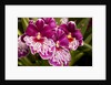 Purple Butterfly Orchids by Anonymous