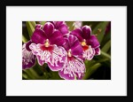 Purple Butterfly Orchids by Anonymous