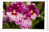 Purple Butterfly Orchids by Anonymous