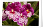 Purple Butterfly Orchids by Anonymous