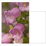 Longwood Garden by Anonymous