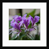 Purple Rhododendron by Anonymous
