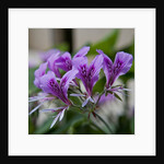 Purple Rhododendron by Anonymous