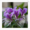 Purple Rhododendron by Anonymous
