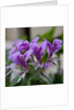 Purple Rhododendron by Anonymous