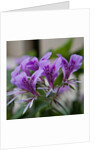 Purple Rhododendron by Anonymous