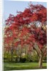 Japanese Maple by Anonymous