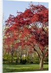 Japanese Maple by Anonymous