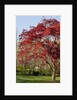 Japanese Maple by Anonymous