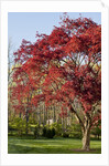 Japanese Maple by Anonymous