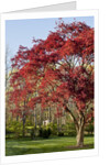 Japanese Maple by Anonymous