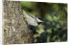 Bird on tree, close-up by Anonymous