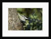 Bird on tree, close-up by Anonymous