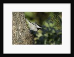 Bird on tree, close-up by Anonymous