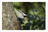Bird on tree, close-up by Anonymous