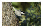 Bird on tree, close-up by Anonymous