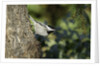 Bird on tree, close-up by Anonymous