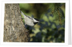 Bird on tree, close-up by Anonymous