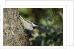 Bird on tree, close-up by Anonymous