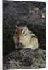 Chipmunk eating by Anonymous