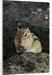 Chipmunk eating by Anonymous