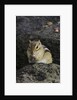 Chipmunk eating by Anonymous