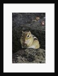 Chipmunk eating by Anonymous