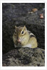Chipmunk eating by Anonymous