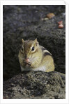 Chipmunk eating by Anonymous