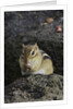 Chipmunk eating by Anonymous