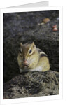Chipmunk eating by Anonymous