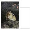 Chipmunk eating by Anonymous