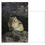 Chipmunk eating by Anonymous