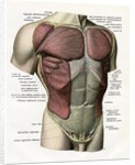 Illustration of the Muscles and Ligaments of the Human Torso by Anonymous