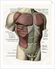 Illustration of the Muscles and Ligaments of the Human Torso by Anonymous